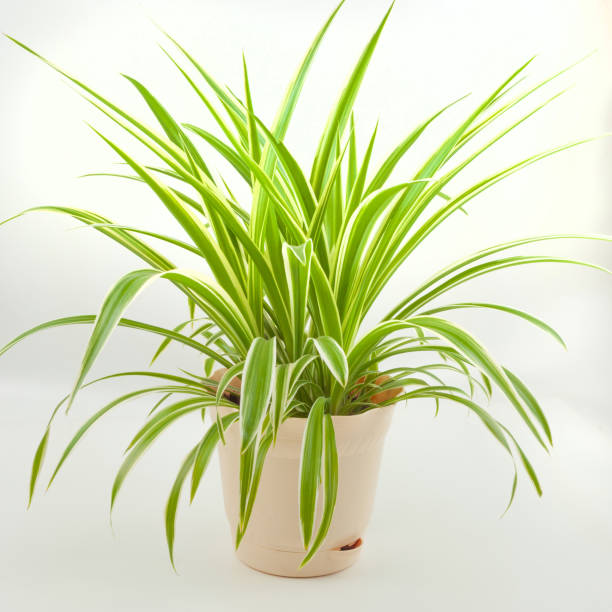 istock flower chlorophytum on a white background 1250563615