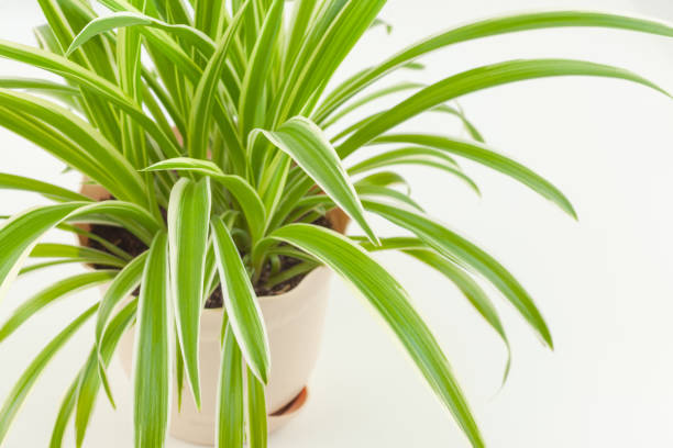 istock flower chlorophytum on a white background 1250563618