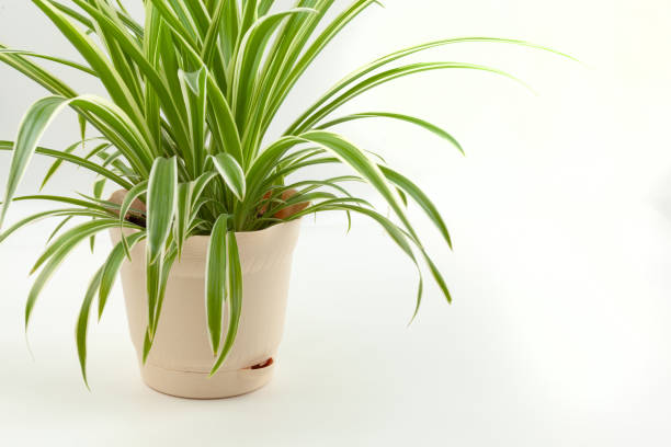 istock Flower chlorophytum in beige pot 1250563619