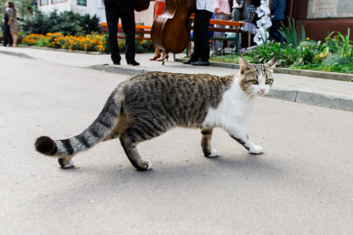 Kucing Berjalan Di Sepanjang Jalan Dan Melihat Ke Arah Kamera Foto Stok