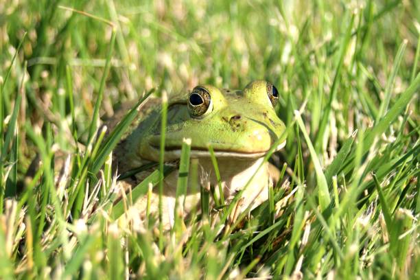 istock American Bullfrog sitting in grass 1250567934