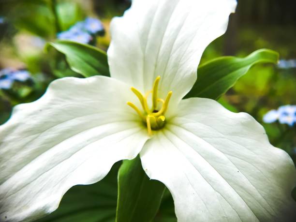 Michigan Trillium Spring Flower