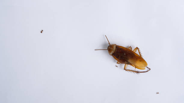 istock Dead cockroaches on a white paper and a small ants 1250572578