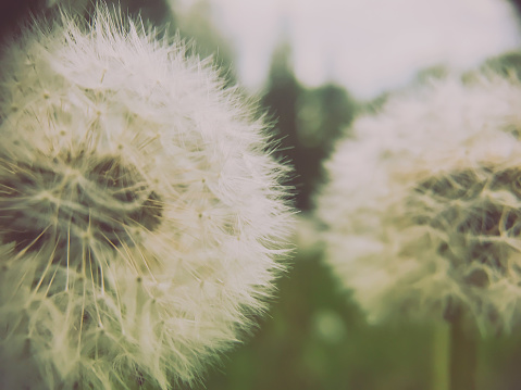 Abstract close-up photograph of two white dandelions with moody tones and whispers of focus variations making the photograph appear dream-like and beautifully unreal.