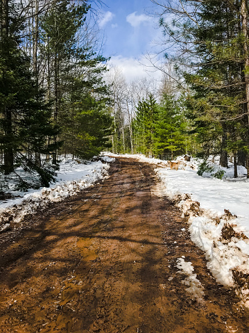 Very rural dirt driveway or dirt road, full of melting snow and mud in the springtime. Surrounded by pine tree forests and a small mixed breed dog can be seen on the side of the driveway. Four-wheel drive needed in this Wisconsin based photograph.