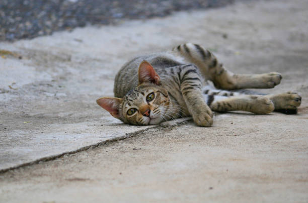 istock The cat has the pattern like a tiger lying on the street. 1250573320