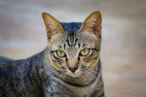 istock The cat has the pattern like a tiger lying on the street. 1250573351