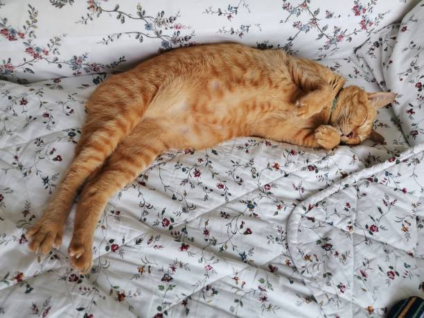 istock A sleeping cat on the bed in relax action in soft focus 1250573353