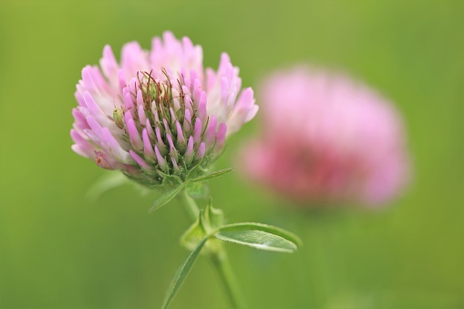 Red clover macro. Field grasses. Summer meadow flowers background.Fodder clover.Nature plant summer background