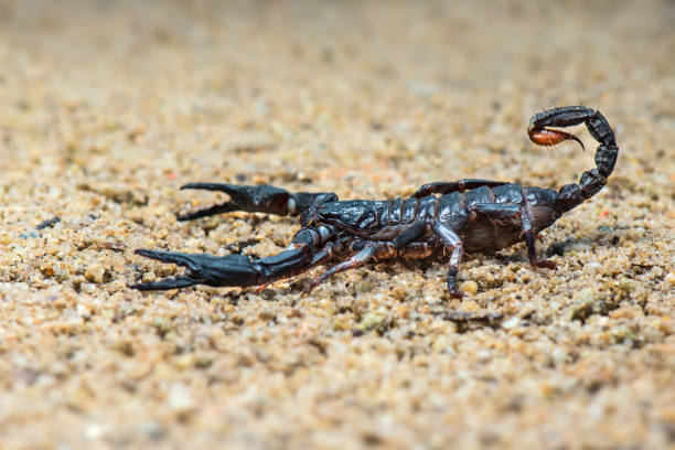 istock asian forest scorpion above ground in a tropical garden 1250576606