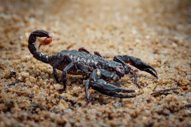 istock asian forest scorpion above ground in a tropical garden 1250576771