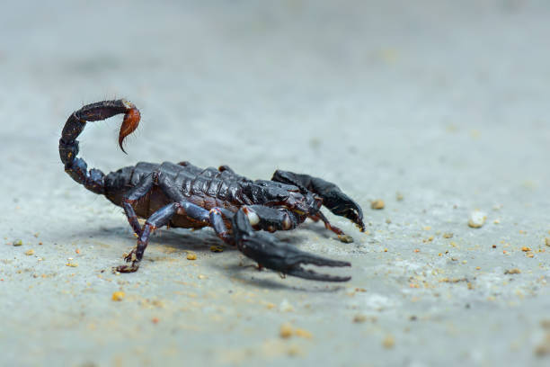 istock asian forest scorpion above ground in a tropical garden 1250576790