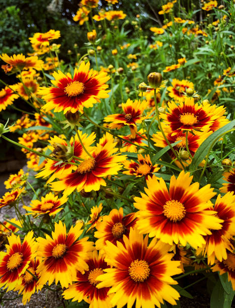 istock Flowers in full bloom 1250576798