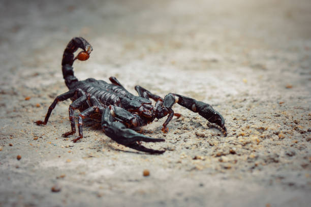 istock asian forest scorpion above ground in a tropical garden 1250576822