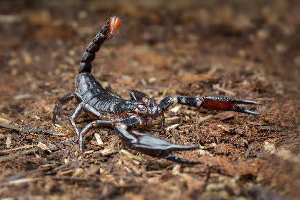 istock asian forest scorpion above ground in a tropical garden 1250576829