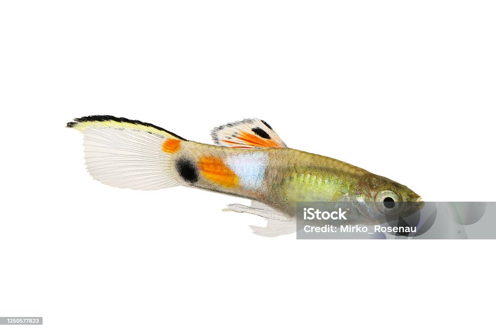 Endler Guppy Poecilia wingei tiny colorful tropical aquarium fish Endler's Guppy Stock Photo