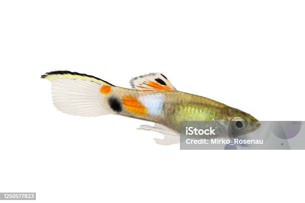 Endler Guppy Poecilia Wingei Tiny Colorful Tropical Aquarium Fish Stock Photo - Download Image Now