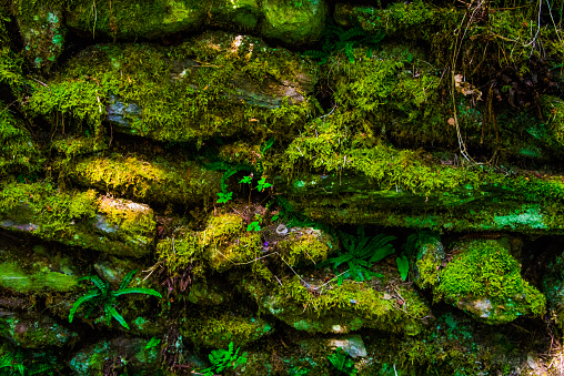 An old Irish Rock Wall covered in various colors and textures of bright green moss, ferns, etc... Perfect for backgrounds.