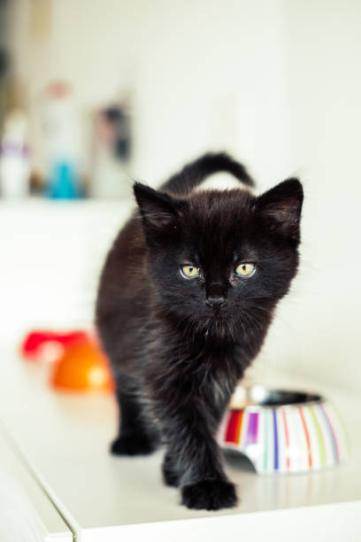 gattino nero - 5487 foto e immagini stock