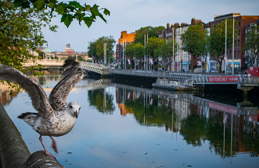 A grey feathered Herring Gull prepares for flight in the early morning light of Dublin, Ireland's Liffey River. A row of stores and a bridge are reflecting in the calm blue water. Good copy space.