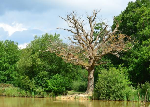 A brown water pond in Surrey, England.