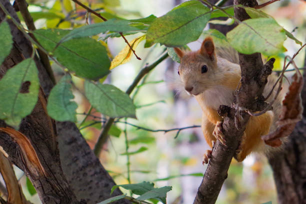 istock Close-up of a curious squirrel peeking through the leaves, selective focus 1250580370