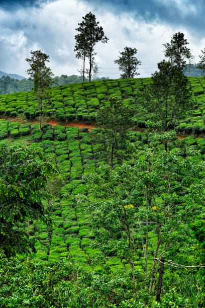 istock Tea plantation in India. 1250580485