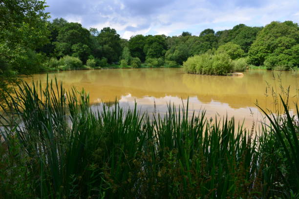 istock Brown water pond in Surrey, England. 1250580496
