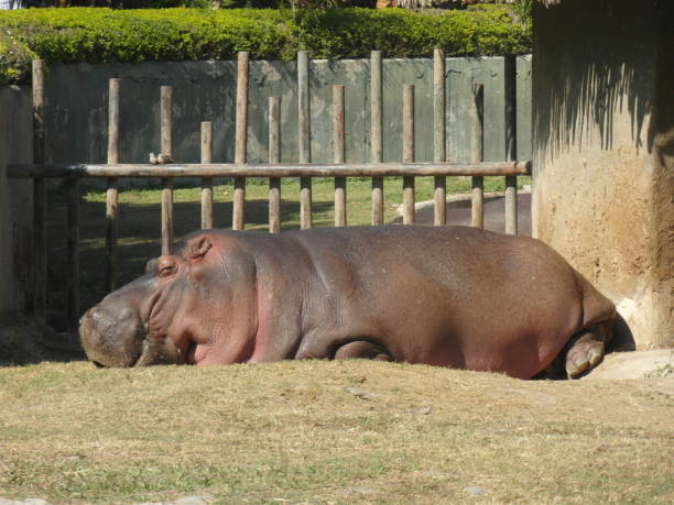 un hipopótamo del nilo durmiendo en el zoológico de guadalajara - hippopotamus amphibian sleeping hippo sleeping fotografías e imágenes de stock