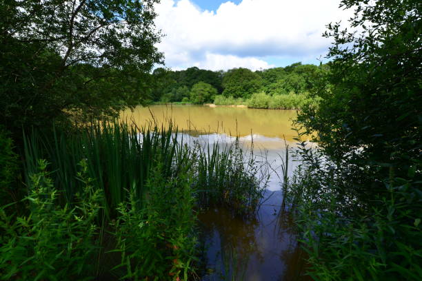 istock Brown water pond in Surrey, England. 1250580660