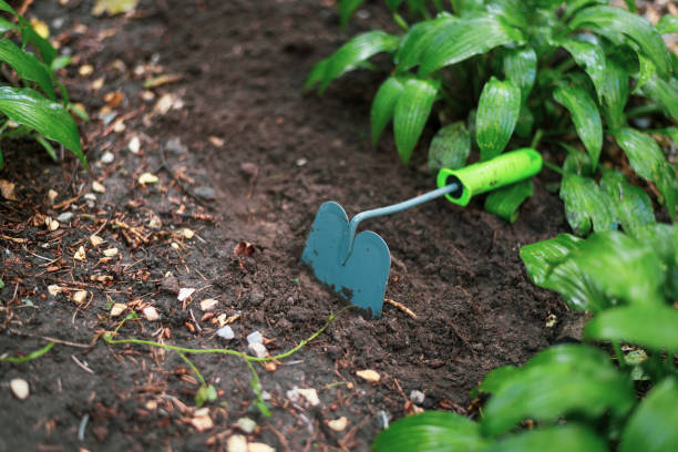 istock Tools for gardening. Soil with a shovel and green plants 1250583610