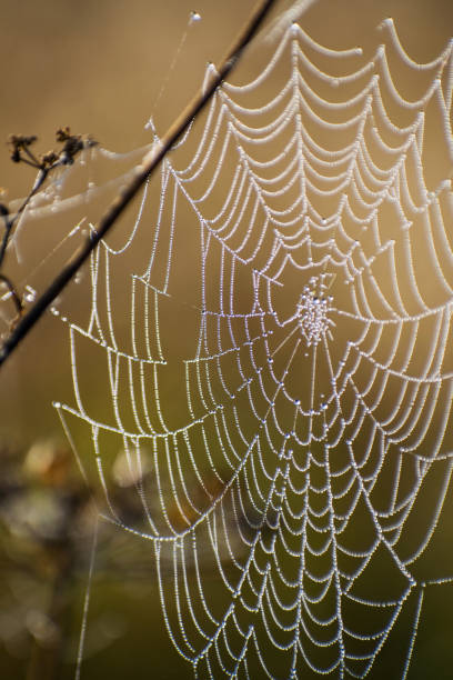 istock Spider web close-up. Spider's web in autumn field in sun rays at dawn and the bright background of dew drops. 1250584015