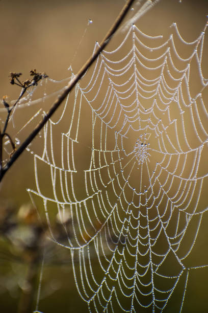 istock Spider web close-up. Spider's web in autumn field in sun rays at dawn and the bright background of dew drops. 1250584016