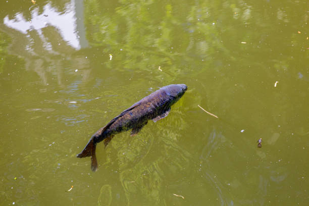 istock Fish swimming in lake in park 1250586492