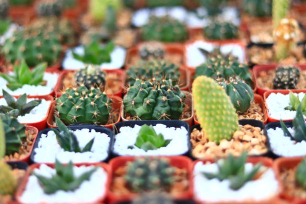 istock Cactus Small There are many varieties 1250587825
