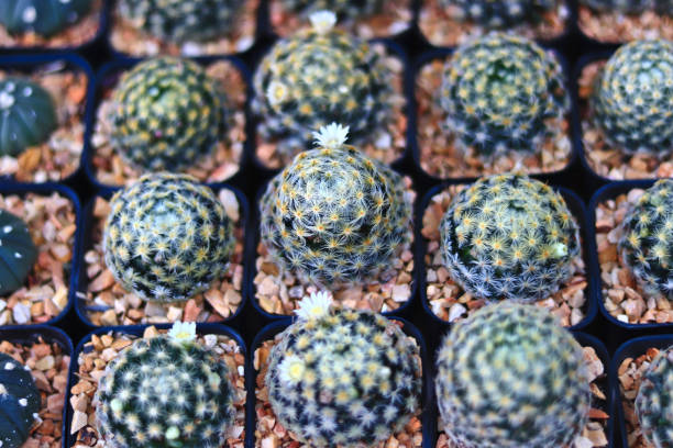 istock Cactus Small There are many varieties 1250587840