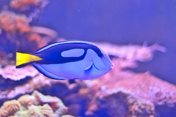istock Paracanthurus hepatus is beautiful with a blue fuselage 1250587893