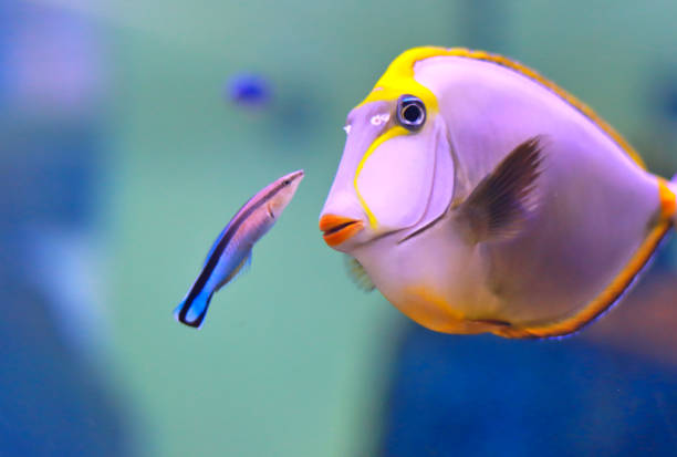 Naso Tang, Orange Spine Unicornfish Naso Tang, Orange Spine Unicornfish is a beautiful fish. With orange lips The yellow fins of the body are purple fish that live in the sea. And fish are cleaned with Labroides dimidiatus. unicorn fish stock pictures, royalty-free photos & images
