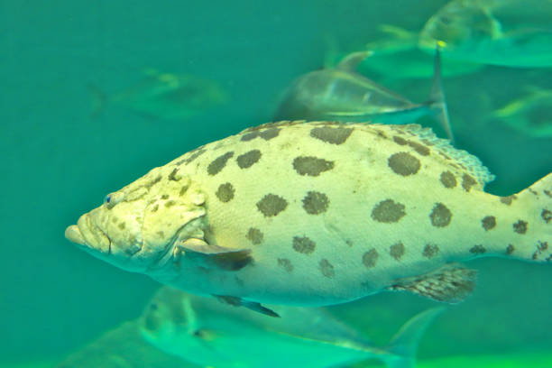 istock Epinephelus lanceolatus, a large fish with a striped body 1250588435