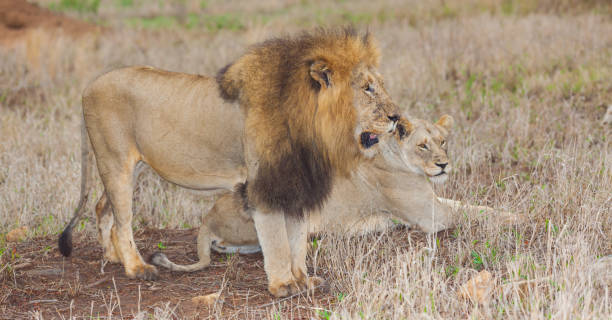 istock Lion Couple at Dawn 1250589808