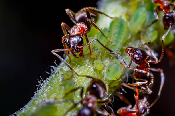fourmis et pucerons sur le pommier dans le jardin d’été - insect fly animal eye single flower photos et images de collection