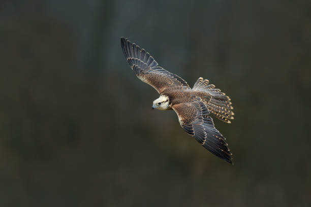 Saker falcon fly, Falco cherrug, bird of prey flight. Rare bird with white head. Forest in cold winter, animal in nature habitat, Spain. Wildlife scene form nature. Bird flight. Saker falcon fly, Falco cherrug, bird of prey flight. Rare bird with white head. Forest in cold winter, animal in nature habitat, Spain. Wildlife scene form nature. Bird flight. saker stock pictures, royalty-free photos & images