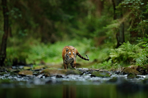 Tigre de Amur caminando en el agua del río. Animal de peligro, tajga, Rusia. Animal en arroyo verde del bosque. Piedra gris, gota de río. Agua de salpicaduras de tigre siberiano. Escena de la vida silvestre del tigre, gato salvaje, hábitat de la natural photo