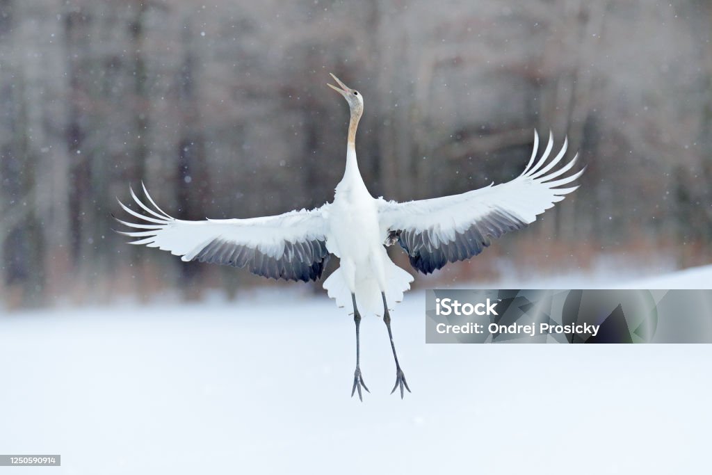 Nominaal terugbetaling Museum Dansend Roodgekroonde Kraan Met Open Vleugel Tijdens De Vlucht Met Sneeuwonweer Hokkaido Japan Vogel In Vlieg De Winterscène Met Sneeuwvlokken Sneeuwdans In De Natuur Wildlife Scene Van Besneeuwde Natuur Koude Winter Stockfoto Nominaal terugbetaling Museum Dansend Roodgekroonde Kraan Met Open Vleugel Tijdens De Vlucht Met Sneeuwonweer Hokkaido Japan Vogel In Vlieg De Winterscène Met Sneeuwvlokken Sneeuwdans In De Natuur Wildlife Scene Van Besneeuwde Natuur Koude Winter Stockfoto