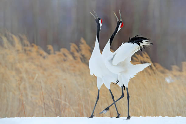Snowfall Red-crowned crane in snow meadow, with snow storm, Hokkaido, Japan. Bird in fly, winter scene with snowflakes. Snow dance in nature. Wildlife scene from snowy nature. Cold winter. Snowy. baile de nieve en la naturaleza. escena de vida silvestre de la naturaleza nevada. invierno frío. nevado. nevada dos grullas de corona roja en prado de nieve, con tormenta de nieve, hokkaido, japón. pareja de grúas, escena de invierno con copos de nieve
