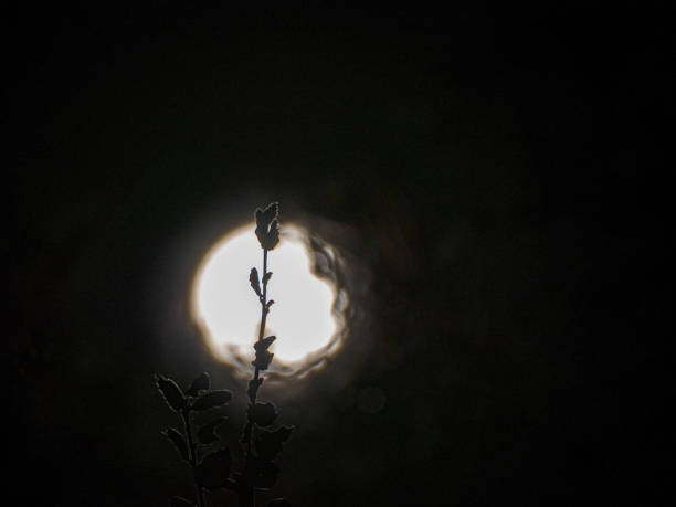 istock Flowers silhouette against the moon 1250592320