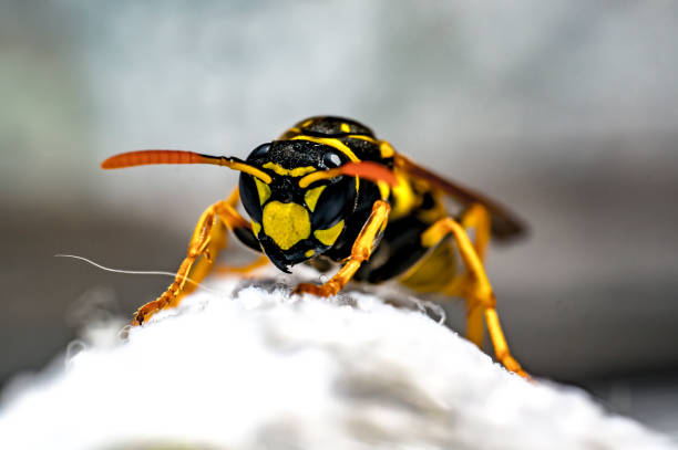 istock big wasp in my soison garden 1250592575