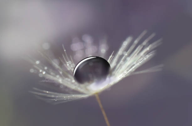 タンポポ種子抽象的な自然の詳細背景上の水滴 - dandelion nature water drop ストックフォトと画像