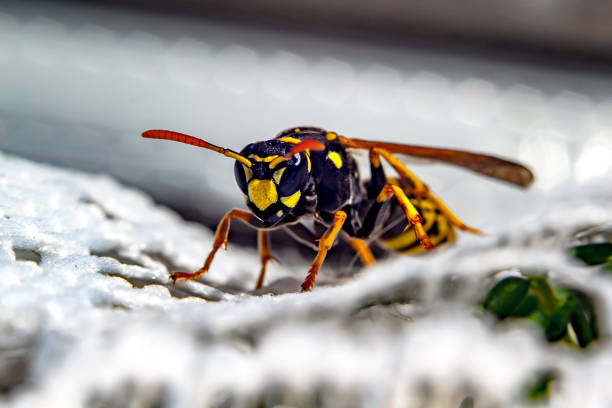 istock big wasp in my soison garden 1250593615