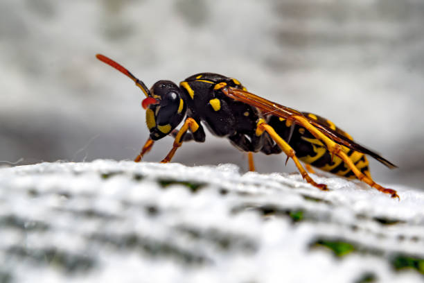 istock big wasp in my soison garden 1250593652